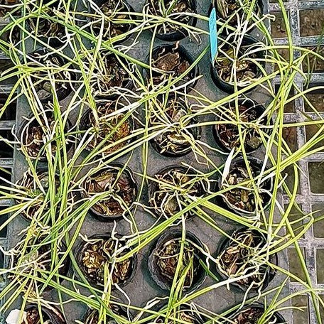 Brassavola flagellaris × sib 2.0"