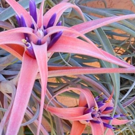 Tillandsia capitata 'Peach' bareroot