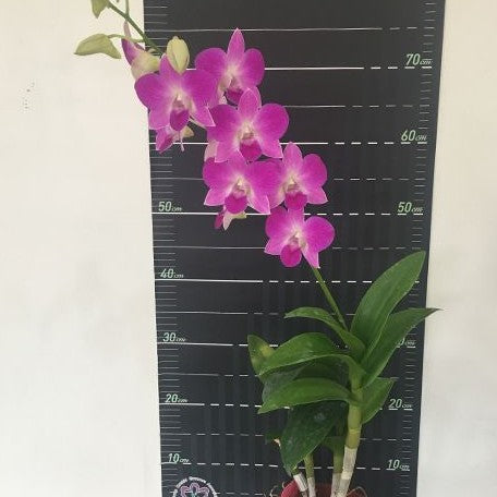 Dendrobium Burana Pinky #1 2.8"