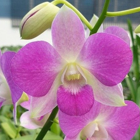 Dendrobium Burana Pinky #1 2.8"