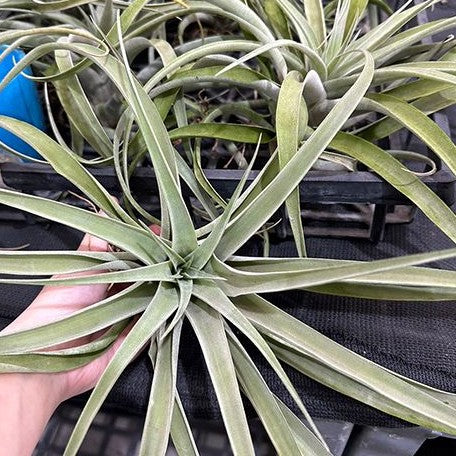 Tillandsia capitata 'Peach' bareroot