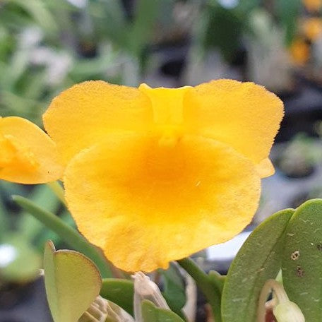 Dendrobium jenkinsii × sib 1.7"