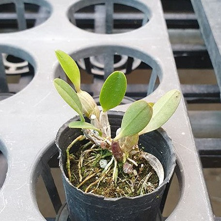 Dendrobium jenkinsii × sib 1.7"