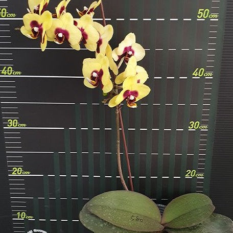 Phalaenopsis Surprising Peacock 2.5"