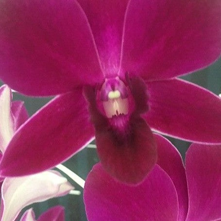 Dendrobium Burana Red Star 2.8"