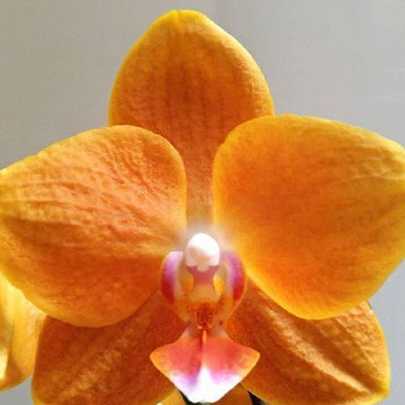 Phalaenopsis KS Pride 'Golden Diamond' 2.5" fragrant