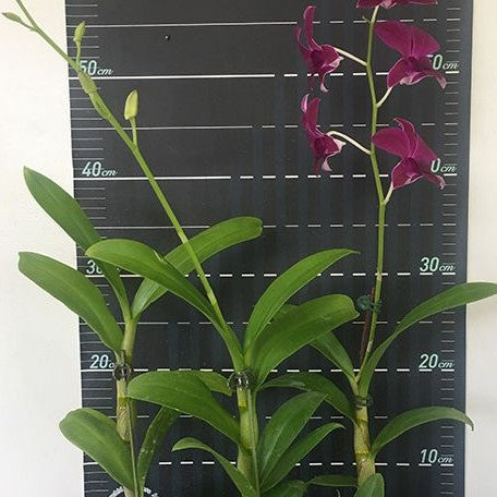 Dendrobium Burana Red Star 2.8"