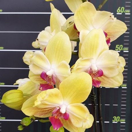 Phalaenopsis Fuller's Sunset '647' (peloric) 2.5"