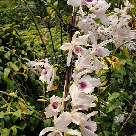 Dendrobium anosmum var. coerulea × sib 2.0"
