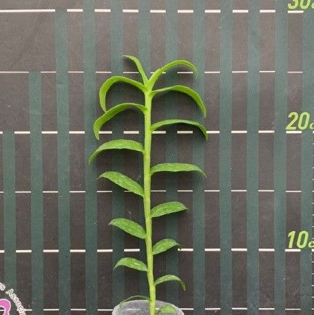 Dendrobium anosmum var. coerulea × sib 2.0"