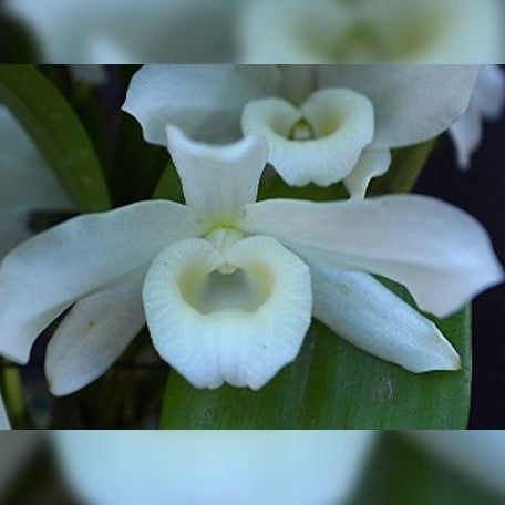 Dendrobium nobile var. alba × sib 2.5"