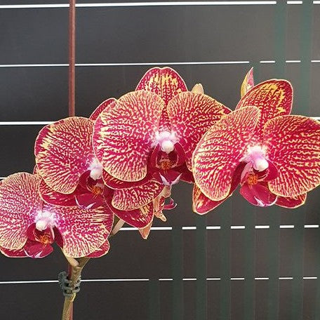 Phalaenopsis I Hsin Picture '292' 2.5"