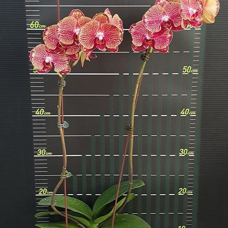 Phalaenopsis I Hsin Picture '292' 2.5"