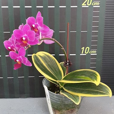 Phalaenopsis Sogo Yenlin 'Coffee' (variegata) variegated 2.5"