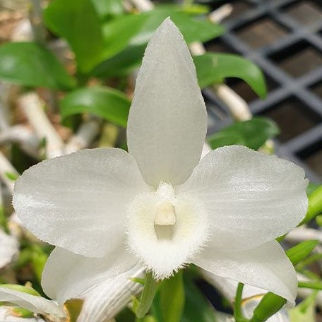 Dendrobium parishii var. alba × sib 2.0"