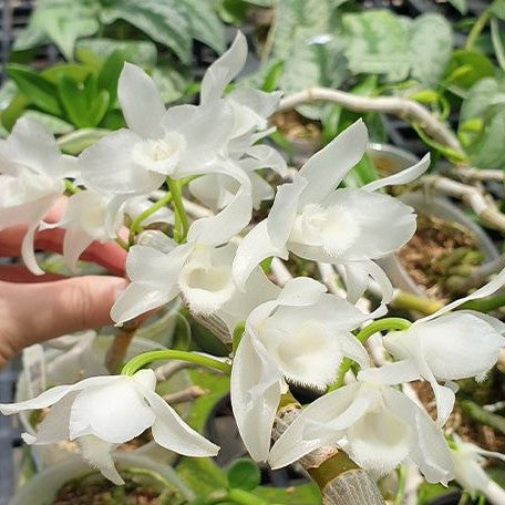 Dendrobium parishii var. alba × sib 2.0"