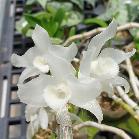 Dendrobium parishii var. alba × sib 2.0"