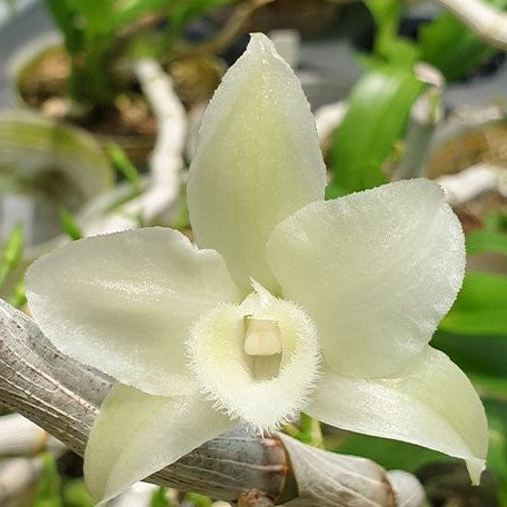 Dendrobium parishii var. alba × sib 2.0"