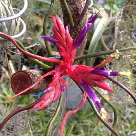 Tillandsia bulbosa bareroot