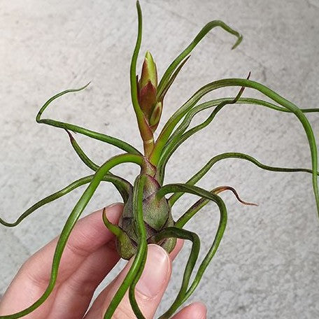 Tillandsia bulbosa bareroot