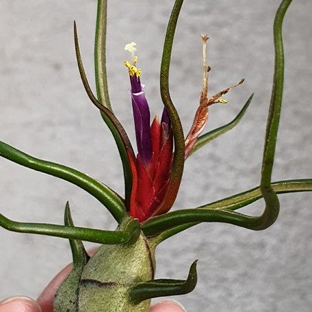 Tillandsia bulbosa bareroot