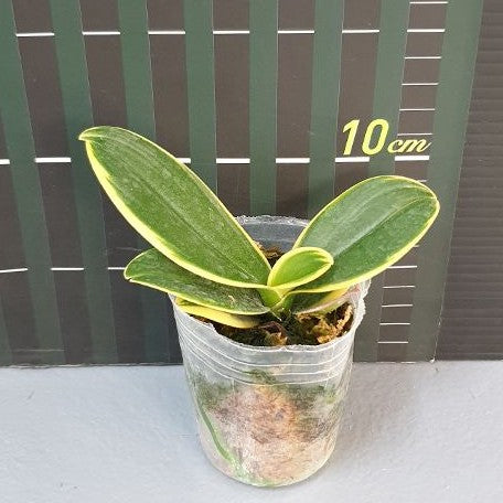 Phalaenopsis Sogo Yenlin 'Coffee' (variegata) variegated 2.5"