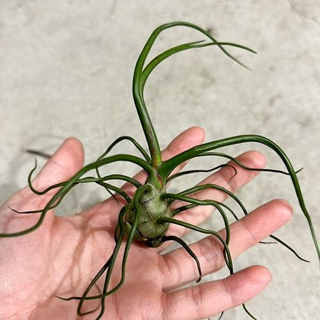 Tillandsia bulbosa bareroot