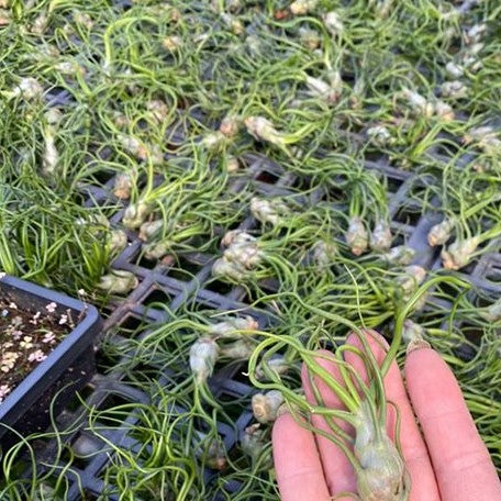 Tillandsia bulbosa bareroot