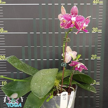 Phalaenopsis Lyndon Mix Zebra '867' 2.5" Fragrant