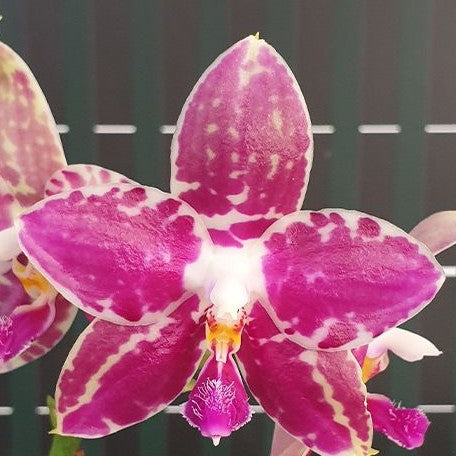Phalaenopsis Lyndon Mix Zebra '867' 2.5" Fragrant