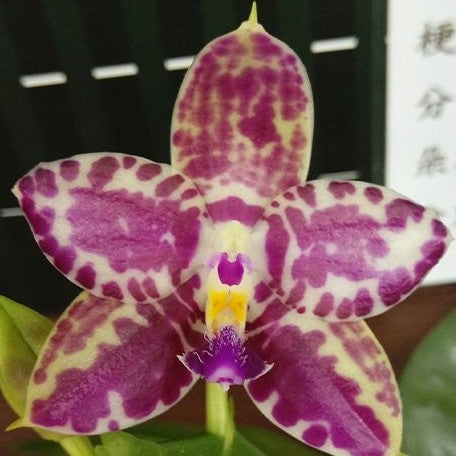 Phalaenopsis Lyndon Mix Zebra '867' 2.5" Fragrant