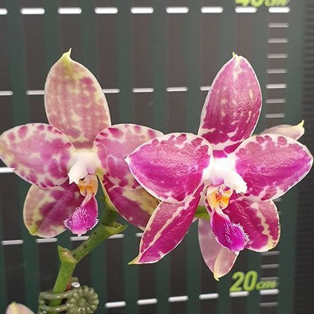 Phalaenopsis Lyndon Mix Zebra '867' 2.5" Fragrant