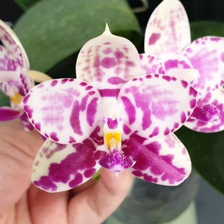 Phalaenopsis Lyndon Mix Zebra '867' 2.5" Fragrant