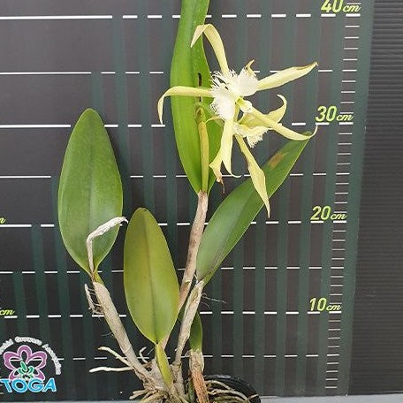 Epidendrum ciliare × Brassavoladigbyana 3.0"