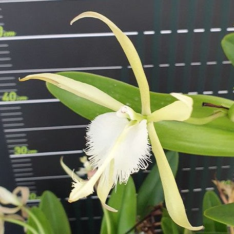 Epidendrum ciliare × Brassavoladigbyana 3.0"