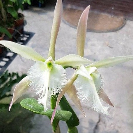 Epidendrum ciliare × Brassavoladigbyana 3.0"