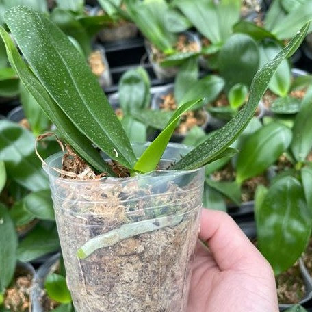 Phalaenopsis Lyndon Mix Zebra '867' 2.5" Fragrant