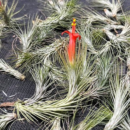 Tillandsia funckiana 'Silver' bareroot