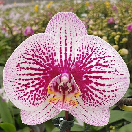 Phalaenopsis Miki Radiation '1422' 2.5"