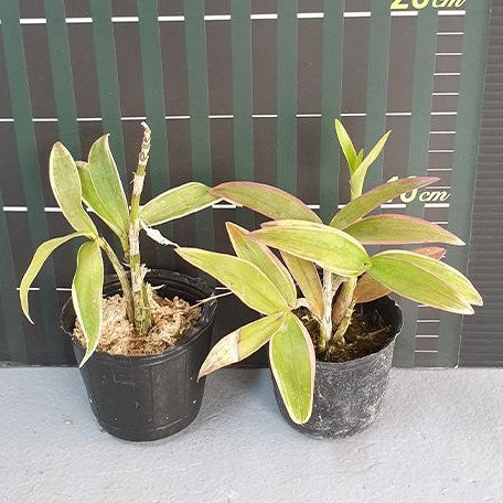 Dendrobium kingianum (variegata) variegated 2.5"