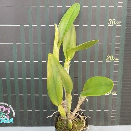 Epidendrum ciliare × Brassavoladigbyana 3.0"