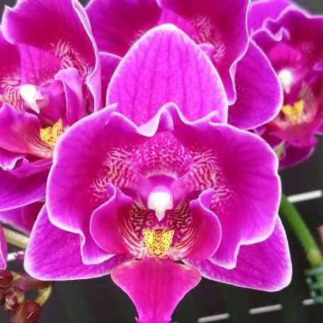 Phalaenopsis Ching Ann Diamond '499' (peloric) 2.5"