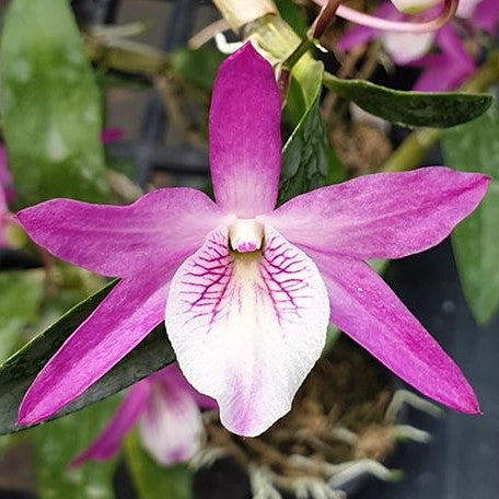 Dendrobium Rainbow Dance 'Akatsukinjan' 2.5" Fragrant