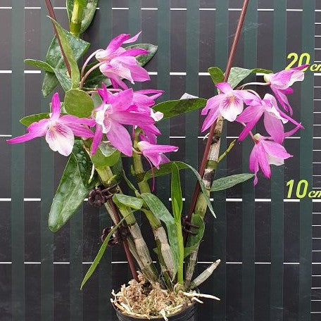 Dendrobium Rainbow Dance 'Akatsukinjan' 2.5"