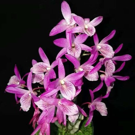 Dendrobium Rainbow Dance 'Akatsukinjan' 2.5"