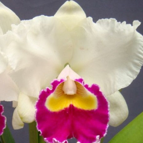 Laeliocattleya Husman's Galla 'Z1164' 3.0"