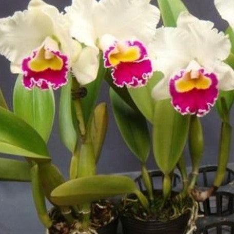 Laeliocattleya Husman's Galla 'Z1164' 3.0"