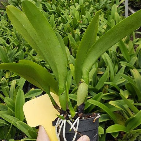 Laeliocattleya Husman's Galla 'Z1164' 3.0"