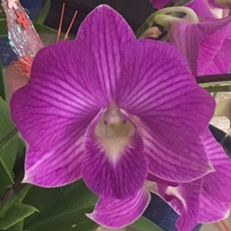 Dendrobium Stripe 3.0"