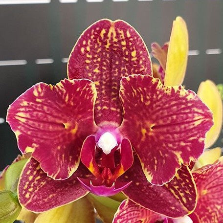 Phalaenopsis I Hsin Claire '551' (peloric 2 eyes) 2.5"